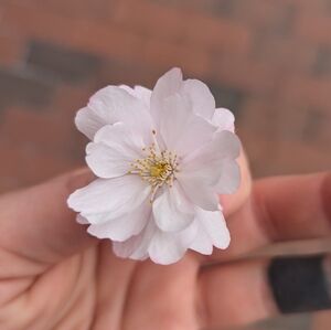 Meet your Posher, Romy